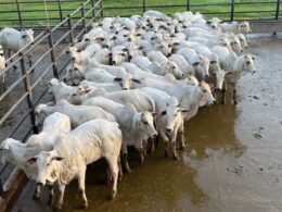 Novilhada “Cabeceira” se destaca em terminação intensiva a pasto com alta qualidade e rentabilidade na pecuária