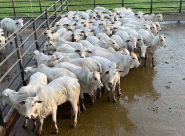 Novilhada “Cabeceira” se destaca em terminação intensiva a pasto com alta qualidade e rentabilidade na pecuária