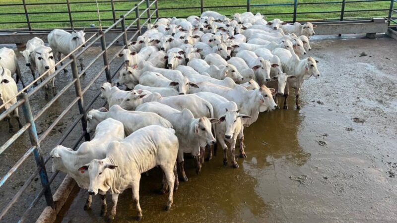 Novilhada “Cabeceira” se destaca em terminação intensiva a pasto com alta qualidade e rentabilidade na pecuária