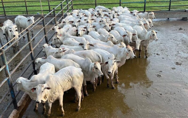 Novilhada “Cabeceira” se destaca em terminação intensiva a pasto com alta qualidade e rentabilidade na pecuária