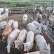 Novilhada com genética de ponta atinge 55% de rendimento de carcaça, maximizando lucratividade no campo