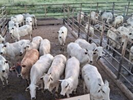 Novilhada com genética de ponta atinge 55% de rendimento de carcaça, maximizando lucratividade no campo 8 Novilhada com genética de ponta atinge 55% de rendimento de carcaça, maximizando lucratividade no campo