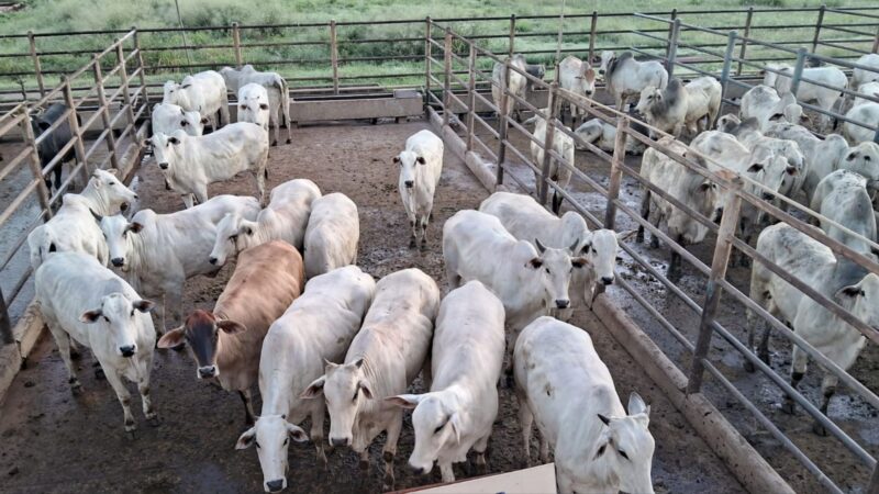 Novilhada com genética de ponta atinge 55% de rendimento de carcaça, maximizando lucratividade no campo