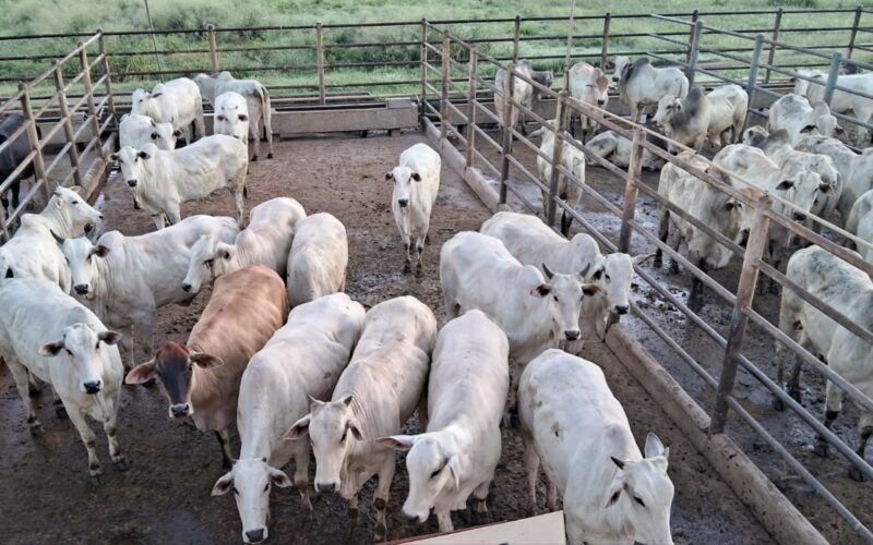 Novilhada com genética de ponta atinge 55% de rendimento de carcaça, maximizando lucratividade no campo