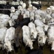 Novilhada de acabamento proporciona lucro atrativo e impulsiona seu sucesso no mercado agropecuário