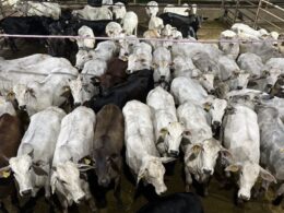 Novilhada de acabamento proporciona lucro atrativo e impulsiona seu sucesso no mercado agropecuário 16 Novilhada de acabamento proporciona lucro atrativo e impulsiona seu sucesso no mercado agropecuário