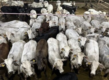 Novilhada de acabamento proporciona lucro atrativo e impulsiona seu sucesso no mercado agropecuário