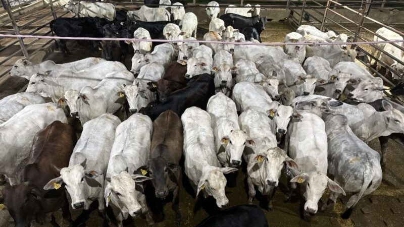 Novilhada de acabamento proporciona lucro atrativo e impulsiona seu sucesso no mercado agropecuário