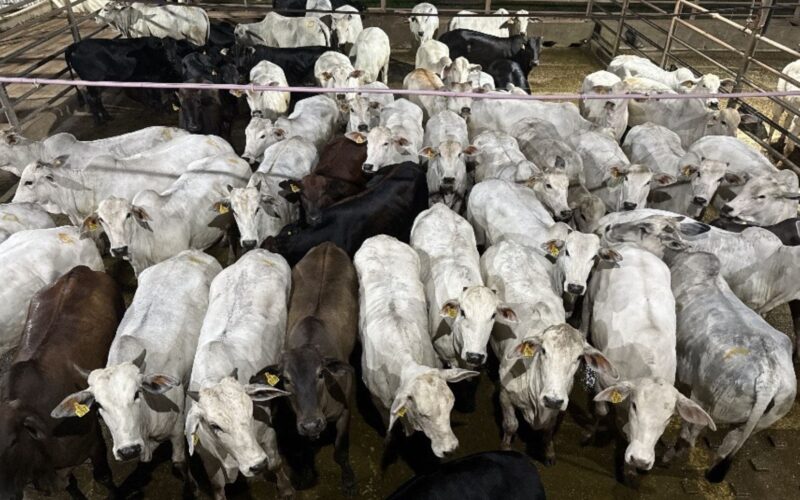 Novilhada de acabamento proporciona lucro atrativo e impulsiona seu sucesso no mercado agropecuário