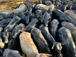 Novilhada de sangue taurino garante bônus e show de carne premium em MS