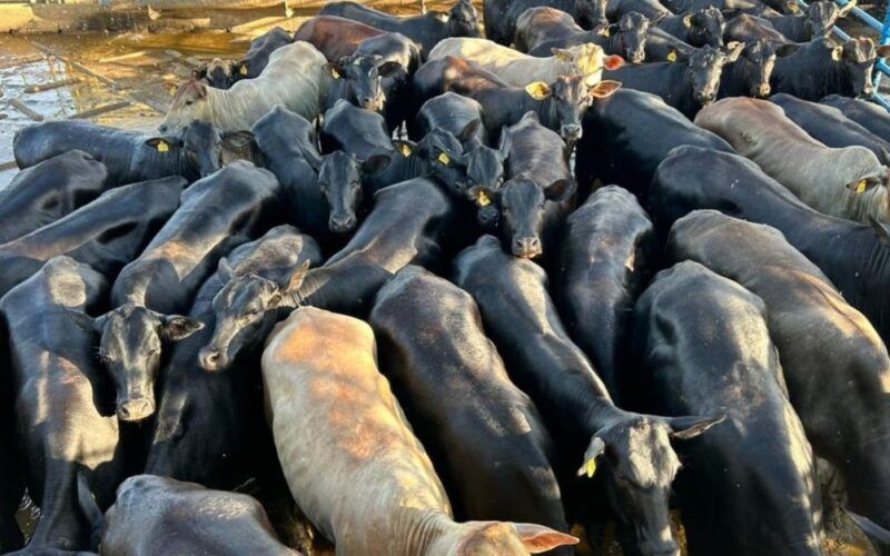 Novilhada de sangue taurino garante bônus e show de carne premium em MS