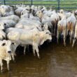 Novilhada do Pantanal se destaca pela qualidade superior e precocidade, otimizando resultados na pecuária