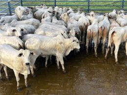 Novilhada do Pantanal se destaca pela qualidade superior e precocidade, otimizando resultados na pecuária