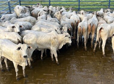 Novilhada do Pantanal se destaca pela qualidade superior e precocidade, otimizando resultados na pecuária