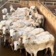 Novilhada Nelore a pasto em MT proporciona carne de alta qualidade e acabamento superior para o mercado premium