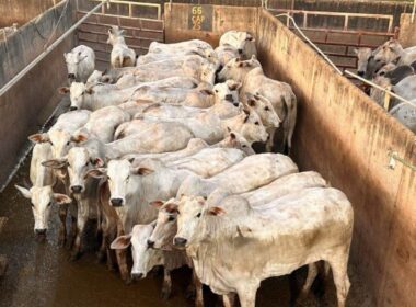 Novilhada Nelore a pasto em MT proporciona carne de alta qualidade e acabamento superior para o mercado premium