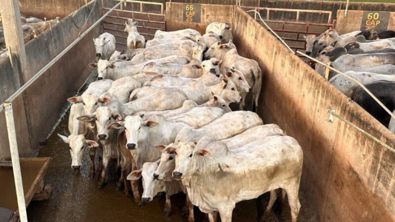 Novilhada Nelore a pasto em MT proporciona carne de alta qualidade e acabamento superior para o mercado premium