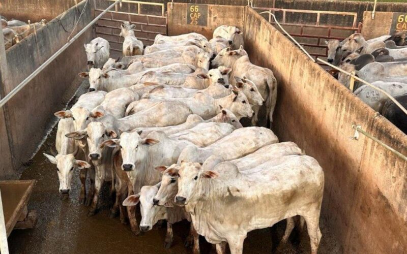 Novilhada Nelore a pasto em MT proporciona carne de alta qualidade e acabamento superior para o mercado premium