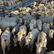 Novilhada Nelore em Goiás destaca fêmeas de alto acabamento para o aumento da produtividade e qualidade na pecuária.