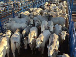 Novilhada Nelore em Goiás destaca fêmeas de alto acabamento para o aumento da produtividade e qualidade na pecuária. 22 Novilhada Nelore em Goiás destaca fêmeas de alto acabamento para o aumento da produtividade e qualidade na pecuária.