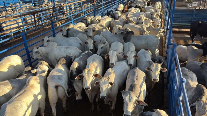 Novilhada Nelore em Goiás destaca fêmeas de alto acabamento para o aumento da produtividade e qualidade na pecuária.