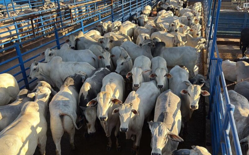 Novilhada Nelore em Goiás destaca fêmeas de alto acabamento para o aumento da produtividade e qualidade na pecuária.