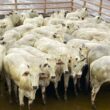 Novilhada Nelore em Minas Gerais destaca qualidade e uniformidade para produtividade no campo