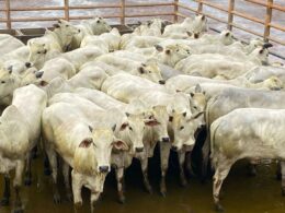 Novilhada Nelore em Minas Gerais destaca qualidade e uniformidade para produtividade no campo