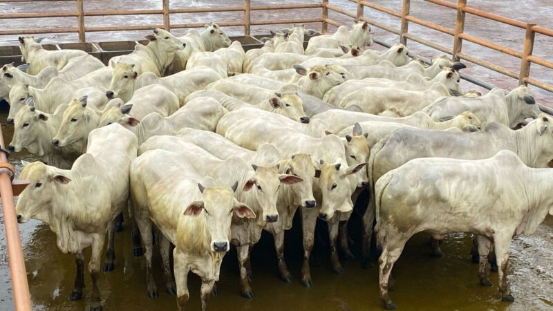 Novilhada Nelore em Minas Gerais destaca qualidade e uniformidade para produtividade no campo