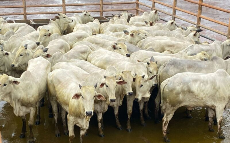 Novilhada Nelore em Minas Gerais destaca qualidade e uniformidade para produtividade no campo