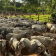 Novilhada no Pantanal: líder sindical mostra como impulsionar a pecuária de forma sustentável e lucrativa
