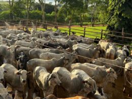 Novilhada no Pantanal: líder sindical mostra como impulsionar a pecuária de forma sustentável e lucrativa