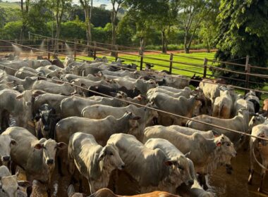 Novilhada no Pantanal: líder sindical mostra como impulsionar a pecuária de forma sustentável e lucrativa