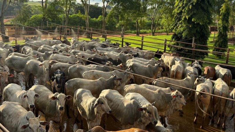Novilhada no Pantanal: líder sindical mostra como impulsionar a pecuária de forma sustentável e lucrativa