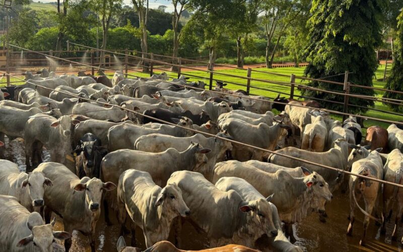 Novilhada no Pantanal: líder sindical mostra como impulsionar a pecuária de forma sustentável e lucrativa