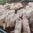 Novilhada pesada com gordura excepcional em MT garante qualidade superior e sabor inigualável na sua mesa