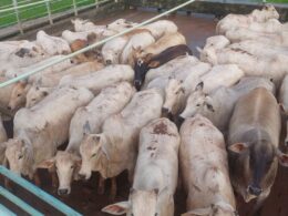 Novilhada pesada com gordura excepcional em MT garante qualidade superior e sabor inigualável na sua mesa