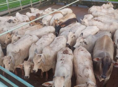 Novilhada pesada com gordura excepcional em MT garante qualidade superior e sabor inigualável na sua mesa
