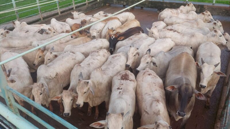 Novilhada pesada com gordura excepcional em MT garante qualidade superior e sabor inigualável na sua mesa