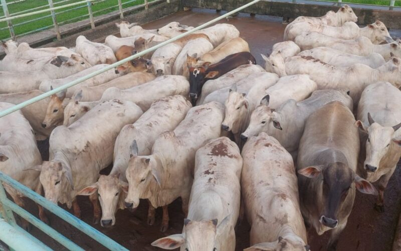 Novilhada pesada com gordura excepcional em MT garante qualidade superior e sabor inigualável na sua mesa