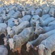 Novilhada premium a pasto supera 17@ e traz lucros excepcionais para pecuaristas de MS