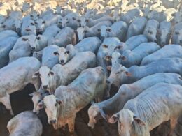 Novilhada premium a pasto supera 17@ e traz lucros excepcionais para pecuaristas de MS