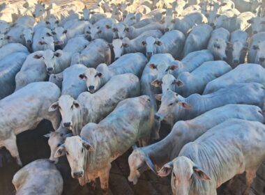 Novilhada premium a pasto supera 17@ e traz lucros excepcionais para pecuaristas de MS