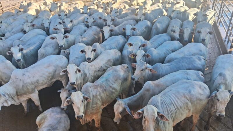 Novilhada premium a pasto supera 17@ e traz lucros excepcionais para pecuaristas de MS