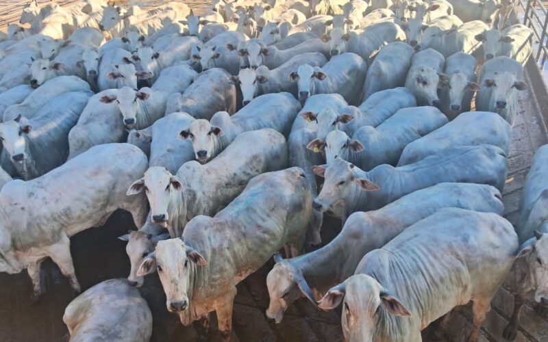 Novilhada premium a pasto supera 17@ e traz lucros excepcionais para pecuaristas de MS