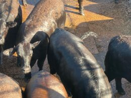 Novilhada premium com RIP e confinamento top garante acabamento superior e rentabilidade no mercado de MT 8 Novilhada premium com RIP e confinamento top garante acabamento superior e rentabilidade no mercado de MT