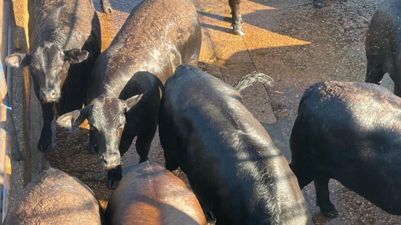 Novilhada premium com RIP e confinamento top garante acabamento superior e rentabilidade no mercado de MT