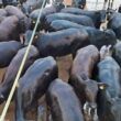 “Régua alta no Angus!” Novilhada semiconfinada é destaque em MT