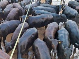 “Régua alta no Angus!” Novilhada semiconfinada é destaque em MT