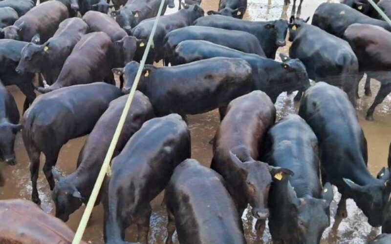 “Régua alta no Angus!” Novilhada semiconfinada é destaque em MT